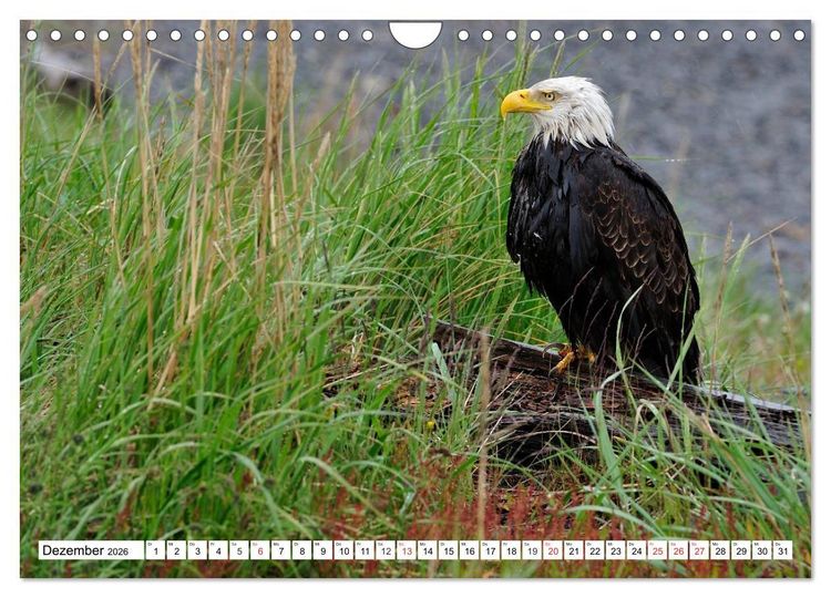 Produktbild: Tierwelt in den Canadian Rockies (Wandkalender 2026 DIN A4 quer), CALVENDO Monatskalender