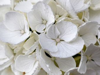 Produktbild: CALVENDO Puzzle Bauernhortensie Wei&szlig; | 1000 Teile Lege-Gr&ouml;&szlig;e 64x48cm Foto-Puzzle f&uuml;r gl&uuml;ckliche Stunden