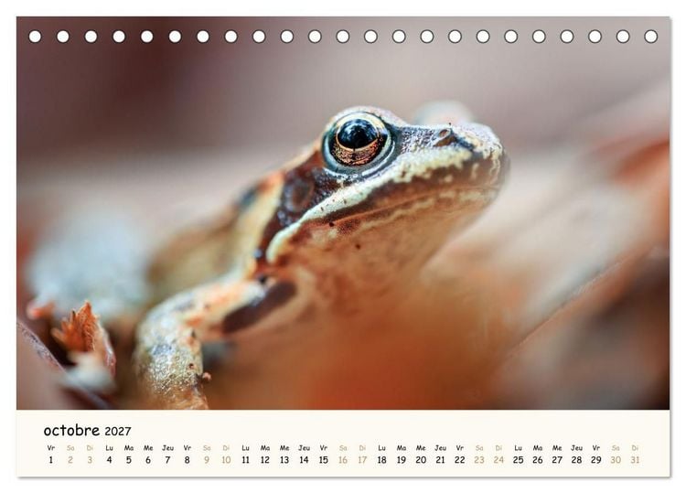 Produktbild: Esprit animal - Regards minimalistes (Calendrier de bureau 2027 DIN A5 vertical), CALVENDO calendrier mensuel