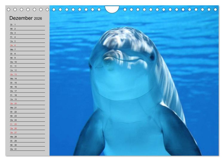 Produktbild: Delfine und Wale (Wandkalender 2026 DIN A4 quer), CALVENDO Monatskalender