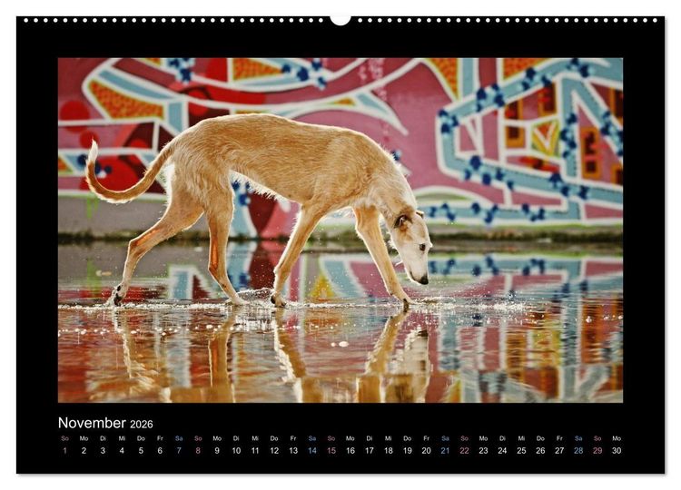 Produktbild: Windhund bunt (Wandkalender 2026 DIN A2 quer), CALVENDO Monatskalender