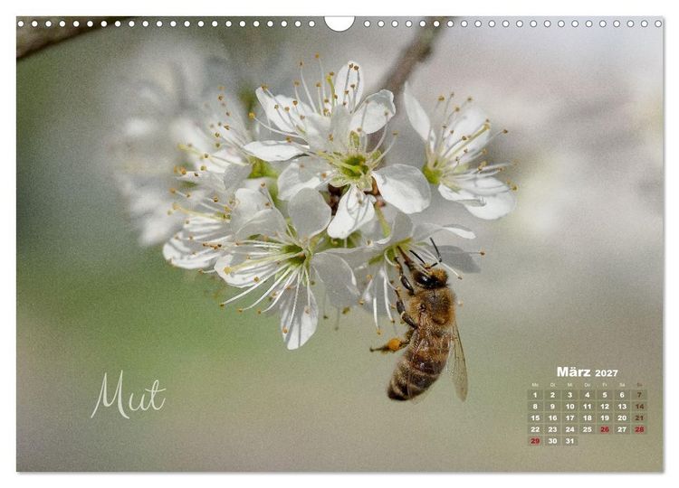 Produktbild: Bl&uuml;ten,Fl&uuml;gel und Gedanken &ndash; Ein Jahr in Bildern und Worten (Wandkalender 2027 DIN A3 quer), CALVENDO Monatskalender