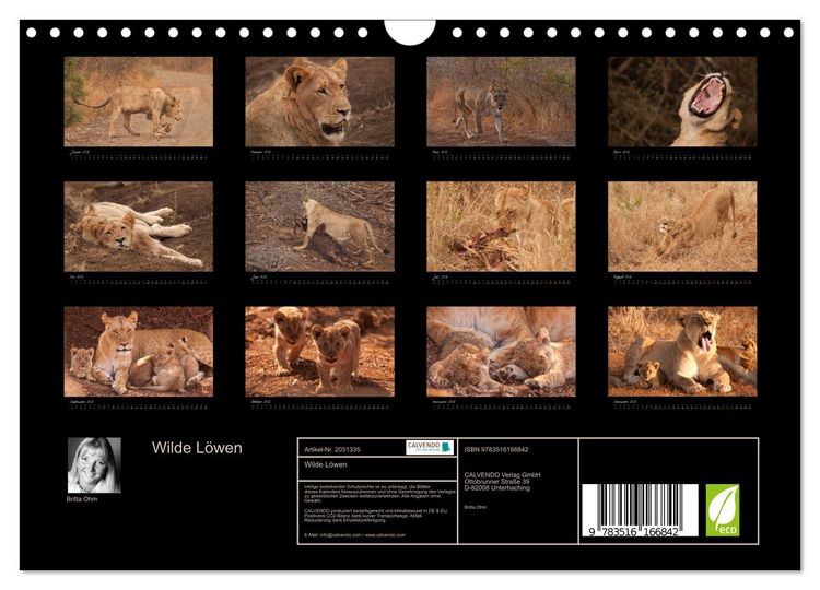 Produktbild: Wilde L&ouml;wen (Wandkalender 2026 DIN A4 quer), CALVENDO Monatskalender