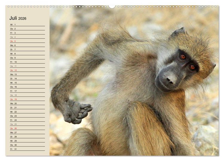 Produktbild: Affen in Afrika (Wandkalender 2026 DIN A2 quer), CALVENDO Monatskalender