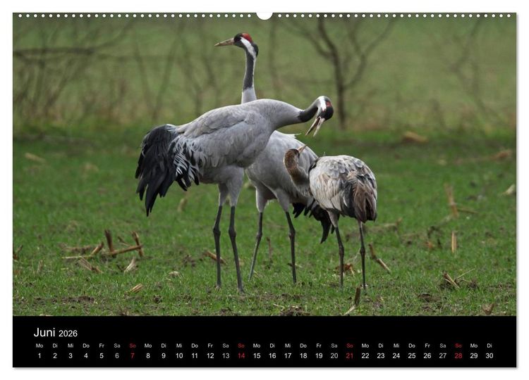 Produktbild: Kranich-Land Brandenburg (hochwertiger Premium Wandkalender 2026 DIN A2 quer), Kunstdruck in Hochglanz