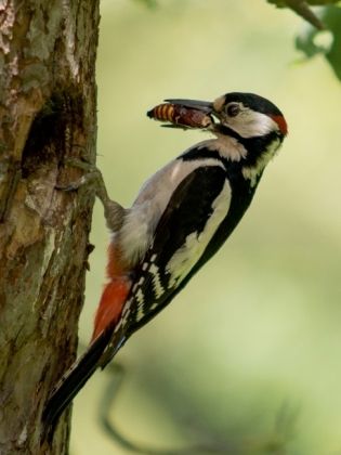 Produktbild: CALVENDO Puzzle Ein Motiv aus dem Kalender Besucher im Garten - V&ouml;gel | 1000 Teile Lege-Gr&ouml;&szlig;e 64x48cm Foto-Puzzle f&uuml;r gl&uuml;ckliche Stunden