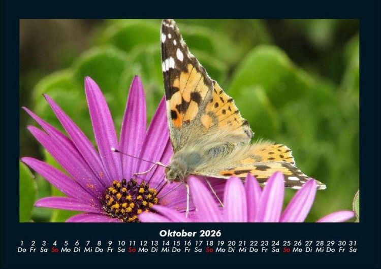 Produktbild: Bunte Pracht der Schmetterlinge 2026 Fotokalender DIN A4