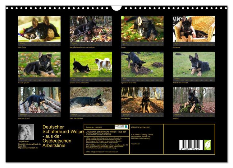 Produktbild: Deutscher Sch&auml;ferhund-Welpe - aus der Ostdeutschen Arbeitslinie (Wandkalender 2026 DIN A3 quer), CALVENDO Monatskalender