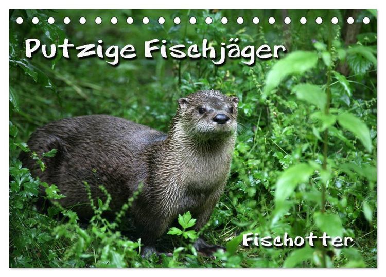 Produktbild: Putzige Fischj&auml;ger (Tischkalender 2026 DIN A5 quer), CALVENDO Monatskalender