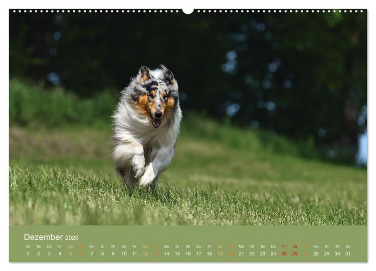 Produktbild: Fantastische Collies - Sieger der Herzen (Wandkalender 2026 DIN A2 quer), CALVENDO Monatskalender