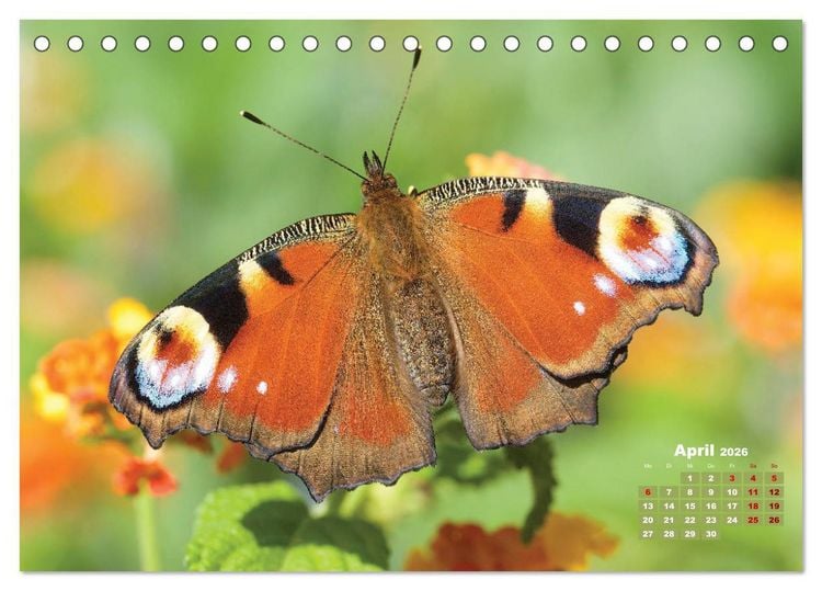 Produktbild: GEOclick Lernkalender: Portr&auml;ts einheimischer Schmetterlinge (Tischkalender 2026 DIN A5 quer), CALVENDO Monatskalender
