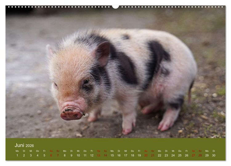 Produktbild: Faszination Minischweine (hochwertiger Premium Wandkalender 2026 DIN A2 quer), Kunstdruck in Hochglanz