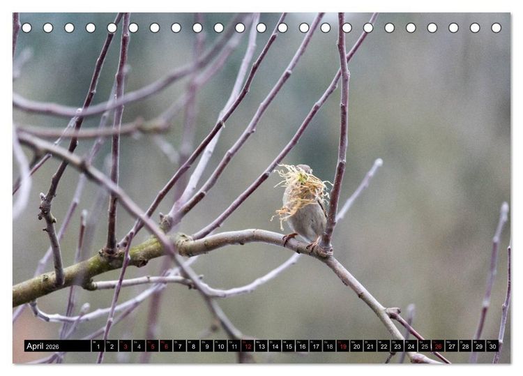 Produktbild: Gartenv&ouml;gel (Tischkalender 2026 DIN A5 quer), CALVENDO Monatskalender