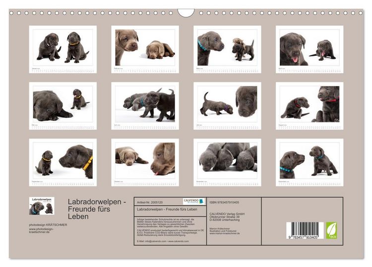 Produktbild: Labradorwelpen - Freunde f&uuml;rs Leben (Wandkalender 2026 DIN A3 quer), CALVENDO Monatskalender