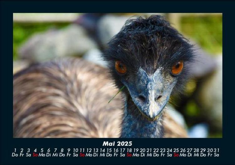 Produktbild: Welt der V&ouml;gel 2025 Fotokalender DIN A5