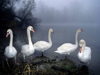 Produktbild: CALVENDO Puzzle stummen Schw&auml;ne. Frankreich | 1000 Teile Lege-Gr&ouml;&szlig;e 64x48cm Foto-Puzzle f&uuml;r gl&uuml;ckliche Stunden