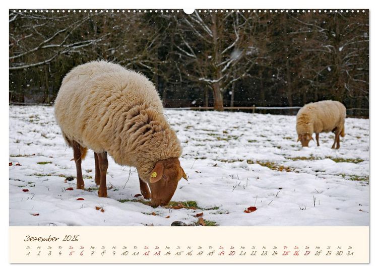 Produktbild: Coburger Fuchsschaf (Wandkalender 2026 DIN A2 quer), CALVENDO Monatskalender