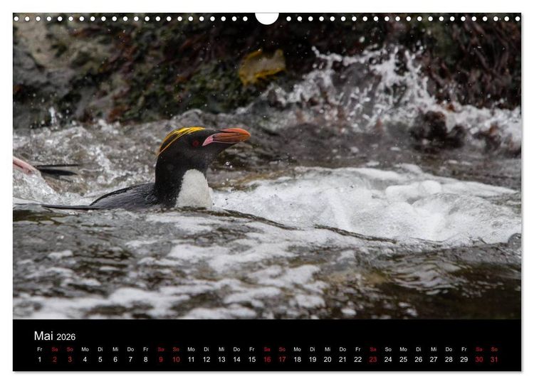 Produktbild: Pinguine - sympathische Fracktr&auml;ger im eisigen S&uuml;den (Wandkalender 2026 DIN A3 quer), CALVENDO Monatskalender