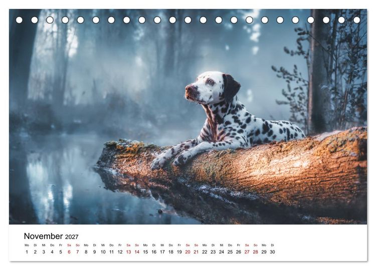 Produktbild: Dalmatiner - Mehr als nur Punkte! (Tischkalender 2027 DIN A5 quer), CALVENDO Monatskalender