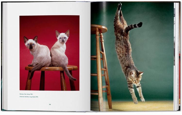 Produktbild: Walter Chandoha. Cats. Photographs 1942&ndash;2018