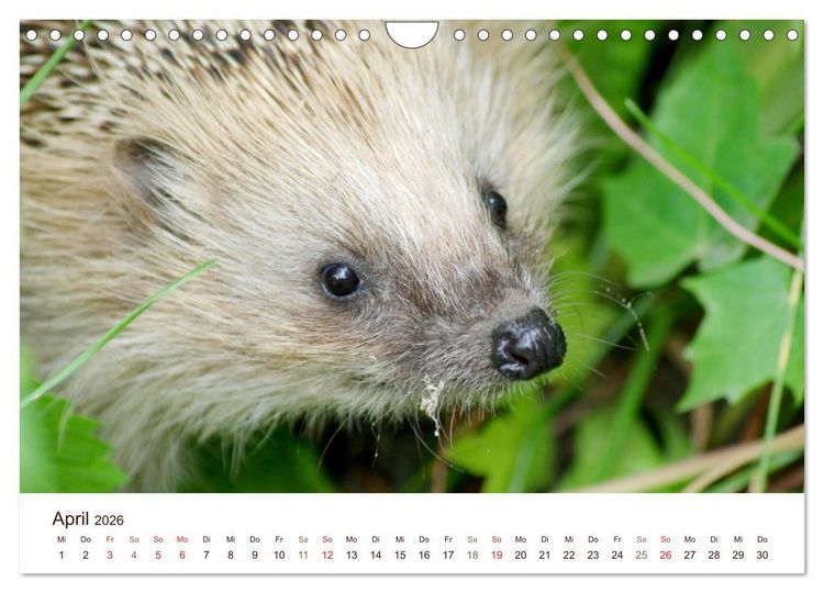 Produktbild: Igel 2026. Tierische Impressionen (Wandkalender 2026 DIN A4 quer), CALVENDO Monatskalender