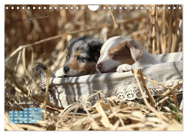 Produktbild: Lillyfee und ein K&ouml;rbchen voller Gl&uuml;ck (Wandkalender 2027 DIN A4 quer), CALVENDO Monatskalender