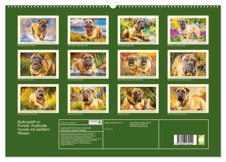 Produktbild: Bullmastiff im Portr&auml;t. Kraftvolle Hunde mit sanftem Wesen (hochwertiger Premium Wandkalender 2026 DIN A2 quer), Kunstdruck in Hochglanz