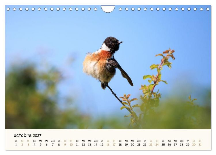 Produktbild: Chuchotements d'ailes - Une ann&eacute;e dans l'intimit&eacute; des oiseaux (Calendrier mural 2027 DIN A4 vertical), CALVENDO calendrier mensuel