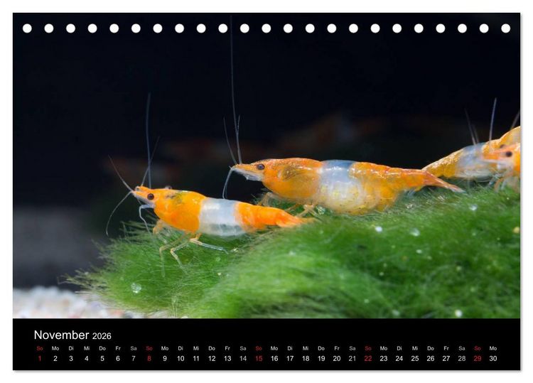 Produktbild: Zwerggarnelen - gepanzerte Juwelen im Aquarium (Tischkalender 2026 DIN A5 quer), CALVENDO Monatskalender