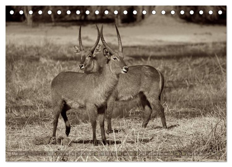 Produktbild: Botswana &ndash; Impressionen aus Afrika (Tischkalender 2026 DIN A5 quer), CALVENDO Monatskalender