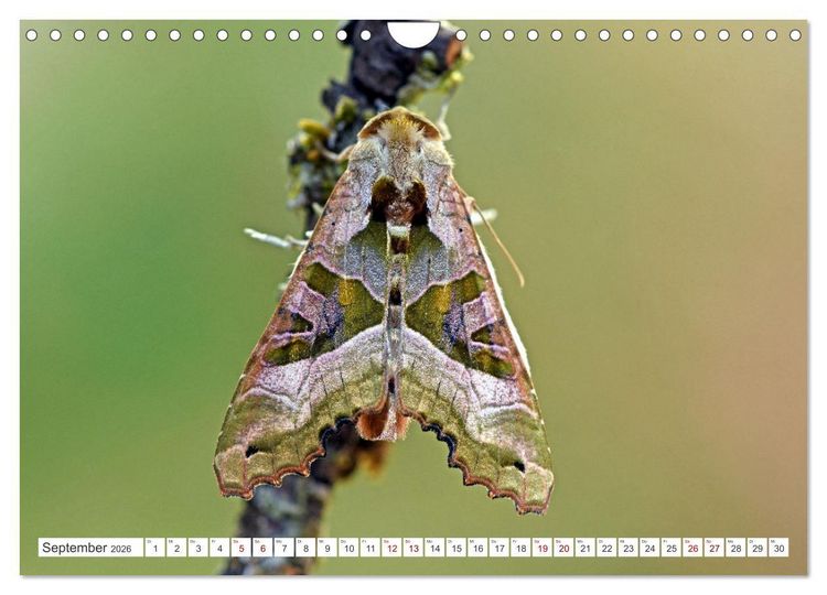 Produktbild: Nachtfalter - heimlich unterwegs, aber unheimlich sch&ouml;n (Wandkalender 2026 DIN A4 quer), CALVENDO Monatskalender