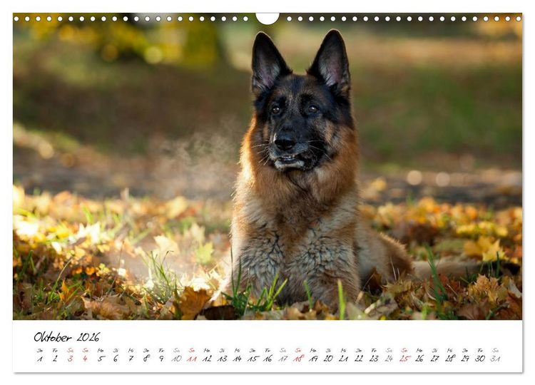 Produktbild: Deutsche Sch&auml;ferhunde - Traumhunde (Wandkalender 2026 DIN A3 quer), CALVENDO Monatskalender