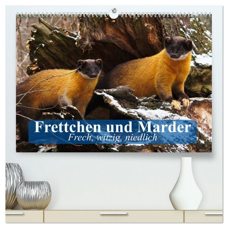 Produktbild: Frettchen und Marder. Frech, witzig, niedlich (hochwertiger Premium Wandkalender 2026 DIN A2 quer), Kunstdruck in Hochglanz