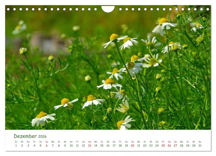 Produktbild: Arzneipflanzen (Wandkalender 2026 DIN A4 quer), CALVENDO Monatskalender