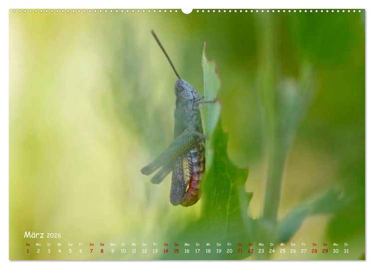 Produktbild: Tierische Untermieter (hochwertiger Premium Wandkalender 2026 DIN A2 quer), Kunstdruck in Hochglanz