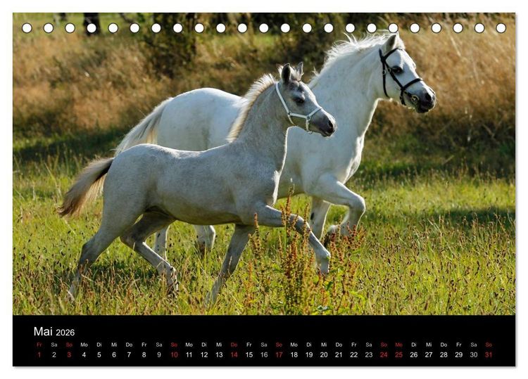 Produktbild: Faszinierende Pferde 2026 (Tischkalender 2026 DIN A5 quer), CALVENDO Monatskalender