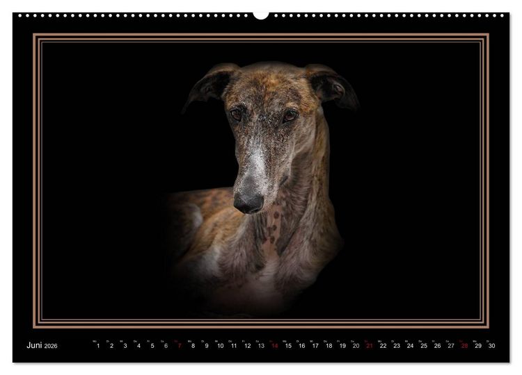 Produktbild: Galgo Espa&ntilde;ol 2026- Der spanische Windhund (Wandkalender 2026 DIN A2 quer), CALVENDO Monatskalender