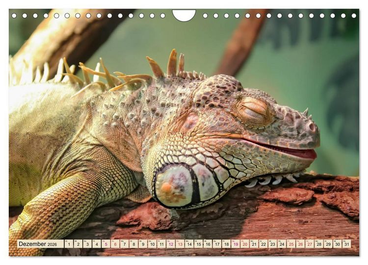 Produktbild: Wundersch&ouml;ner Leguan (Wandkalender 2026 DIN A4 quer), CALVENDO Monatskalender