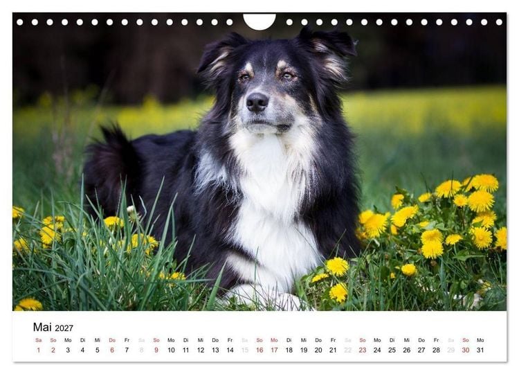 Produktbild: Australian Shepherd - Traum auf vier Pfoten (Wandkalender 2027 DIN A4 quer), CALVENDO Monatskalender