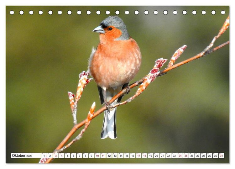 Produktbild: Vogelkalender (Tischkalender 2026 DIN A5 quer), CALVENDO Monatskalender