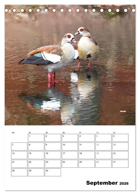 Produktbild: G&auml;nse, geliebte Wasserv&ouml;gel (Tischkalender 2026 DIN A5 hoch), CALVENDO Monatskalender