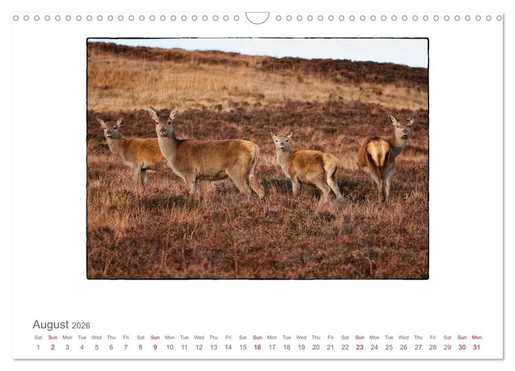 Produktbild: Wild Deer In The Highlands (Wall Calendar 2026 DIN A3 landscape), CALVENDO 12 Month Wall Calendar