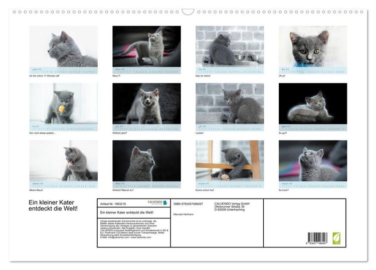 Produktbild: Ein kleiner Kater entdeckt die Welt! (Wandkalender 2026 DIN A2 quer), CALVENDO Monatskalender