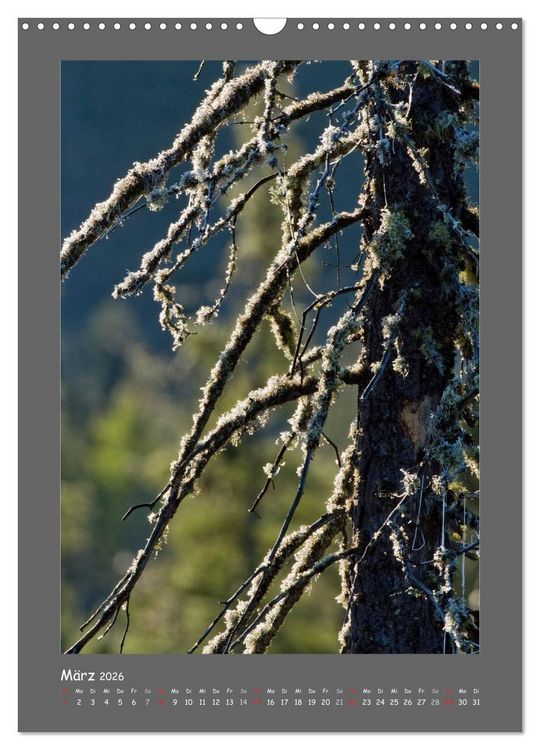 Produktbild: B&Auml;UME (Wandkalender 2026 DIN A3 hoch), CALVENDO Monatskalender