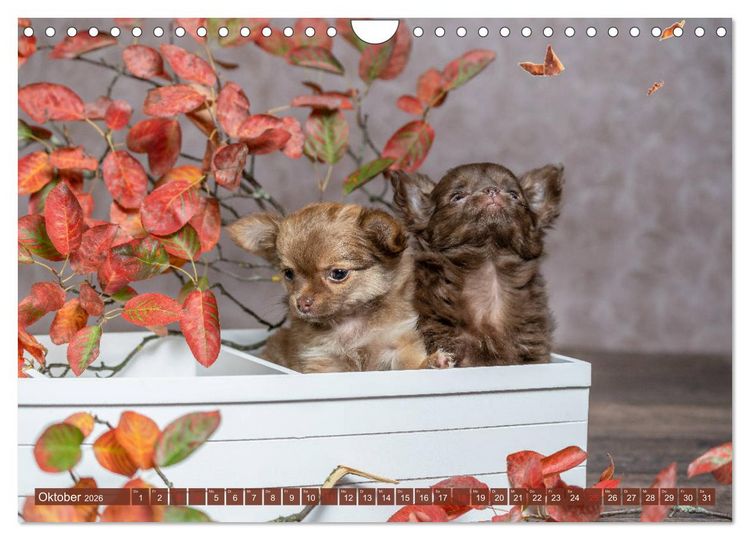 Produktbild: Chihuahua-Babys - Amy und Angel im Studio (Wandkalender 2026 DIN A4 quer), CALVENDO Monatskalender