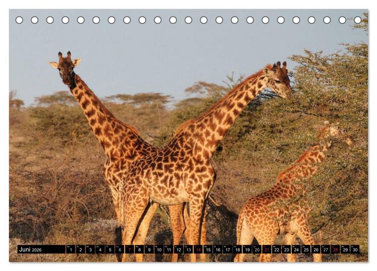 Produktbild: Wildes Leben in Afrika (Tischkalender 2026 DIN A5 quer), CALVENDO Monatskalender