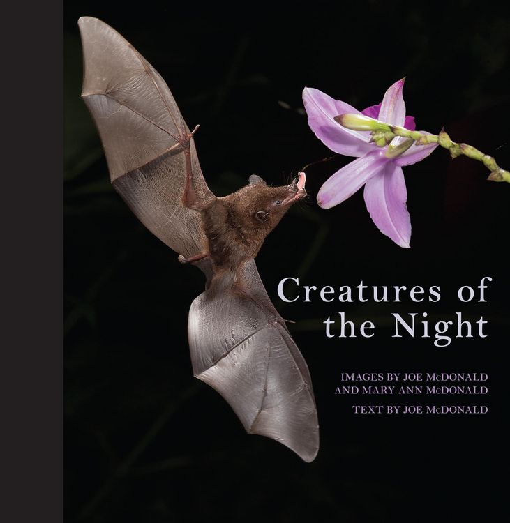 Produktbild: Creatures of the Night
