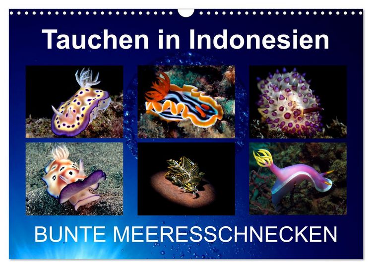Produktbild: Tauchen in Indonesien - BUNTE MEERESSCHNECKEN (Wandkalender 2026 DIN A3 quer), CALVENDO Monatskalender