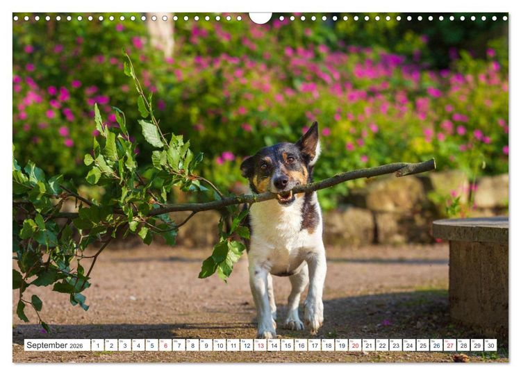 Produktbild: Jack Russell - Klein, aber oho! (Wandkalender 2026 DIN A3 quer), CALVENDO Monatskalender