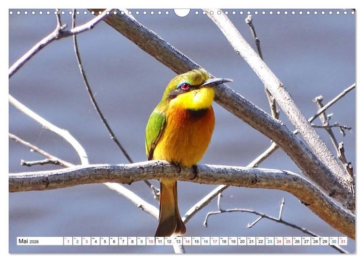 Produktbild: Namibia, Faszination W&uuml;ste und Tierwelt (Wandkalender 2026 DIN A3 quer), CALVENDO Monatskalender